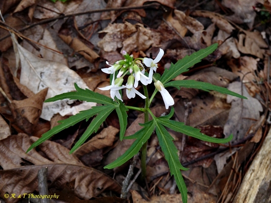{Cardamine concatenata}